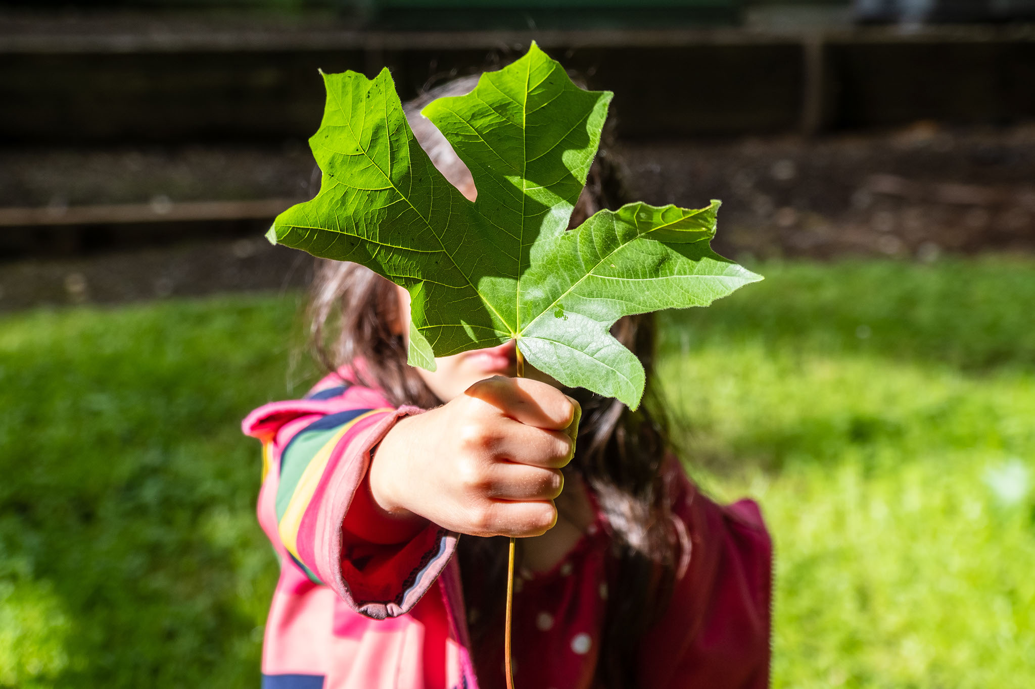 A child holds up a leaf to the camera