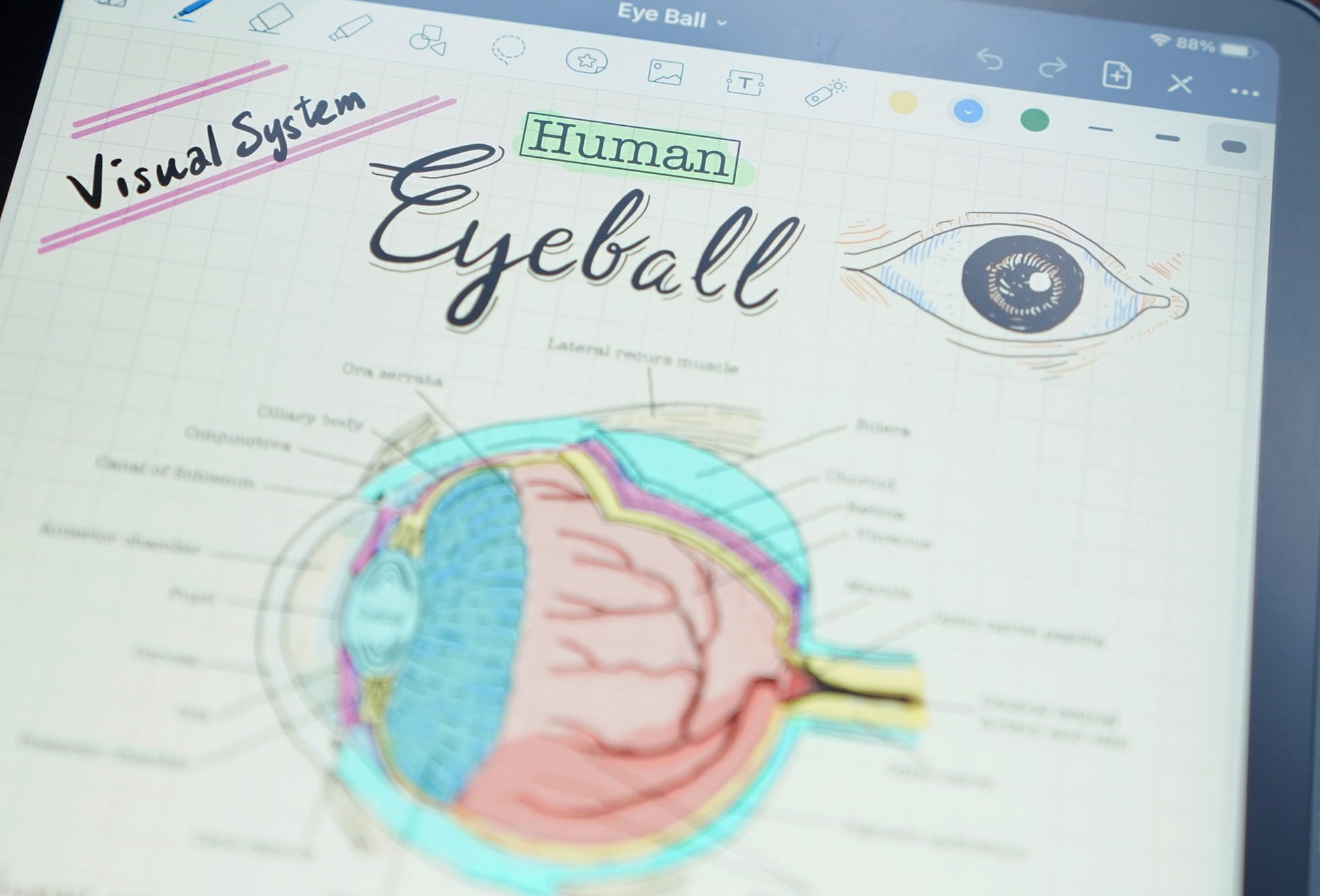 A student's notes about the visual system on an iPad